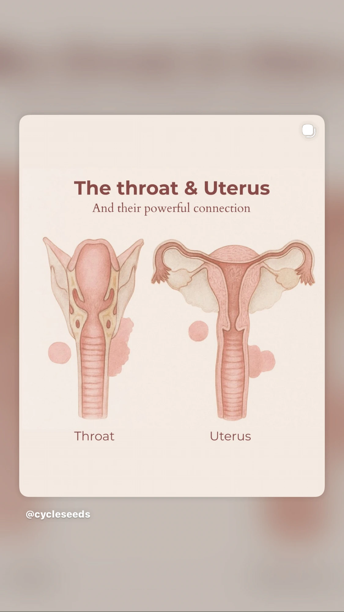 The womb and throat relationship
