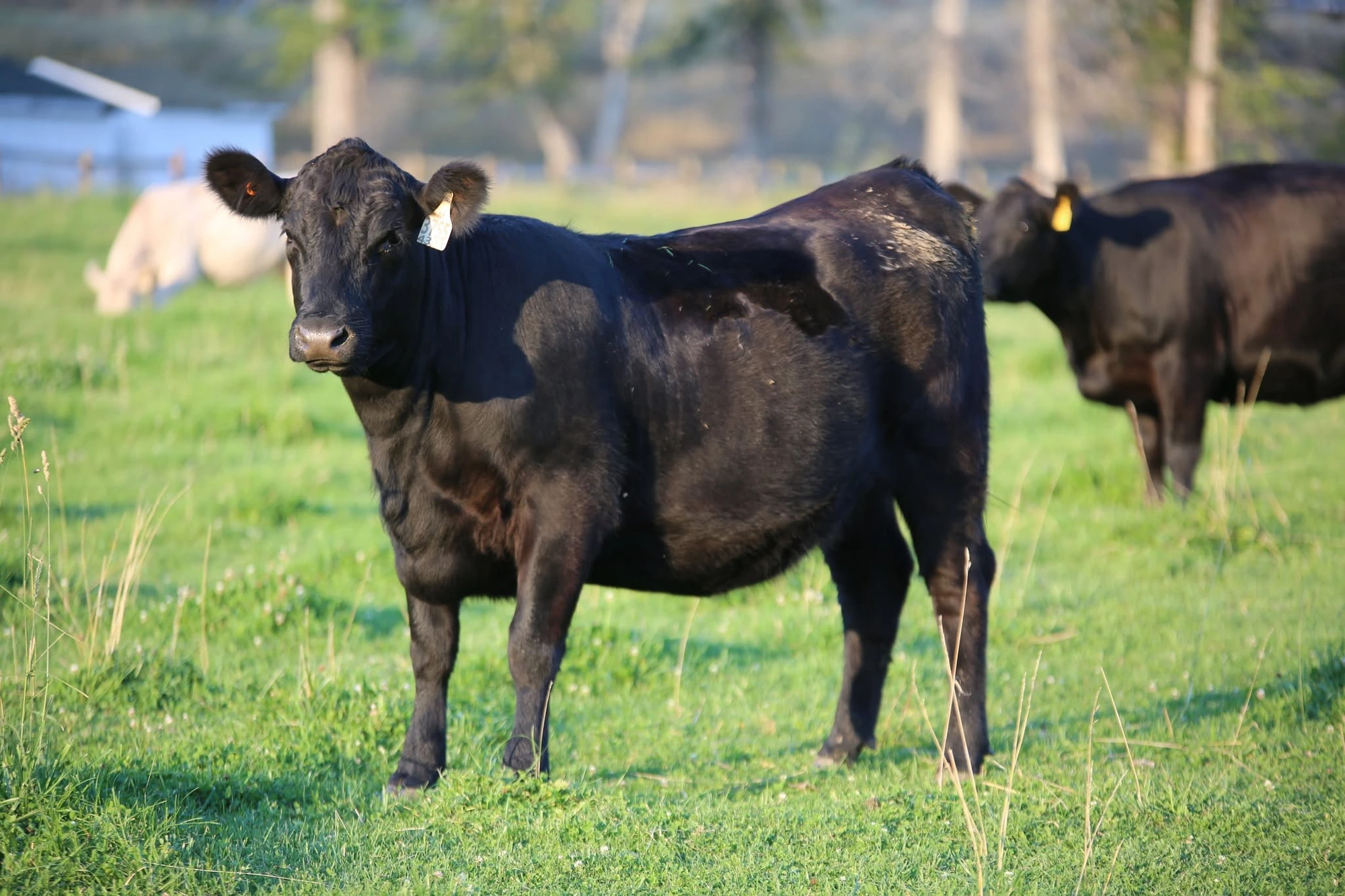 Registered Black Angus