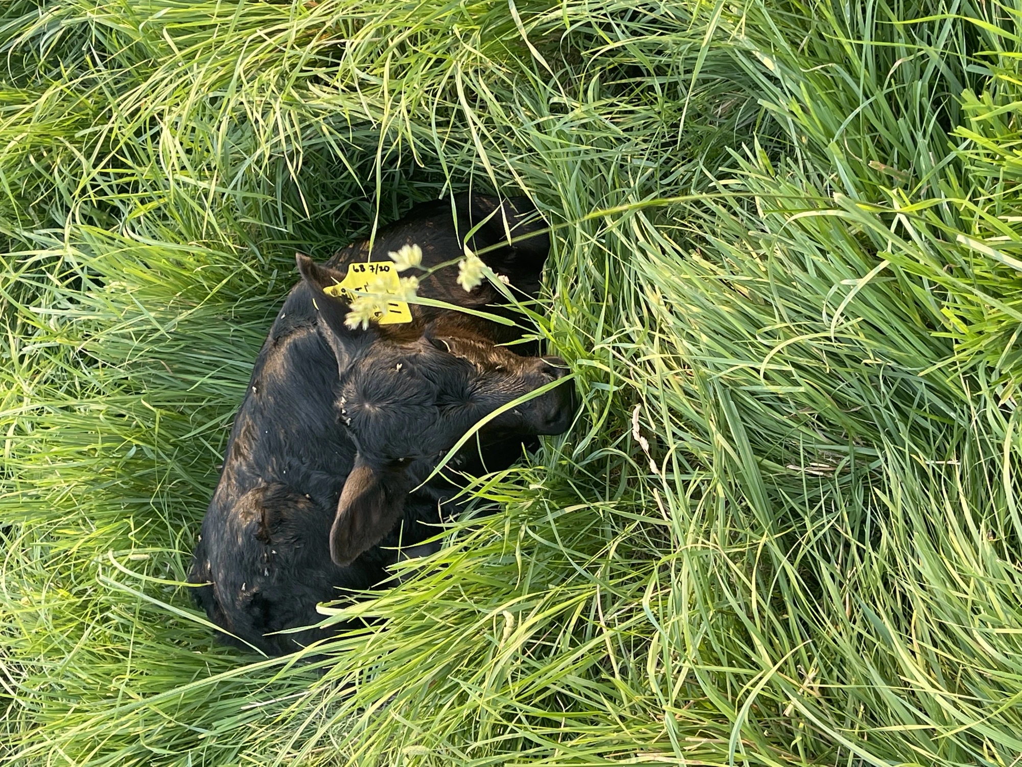 Black Angus calf bedded in tall spring grass