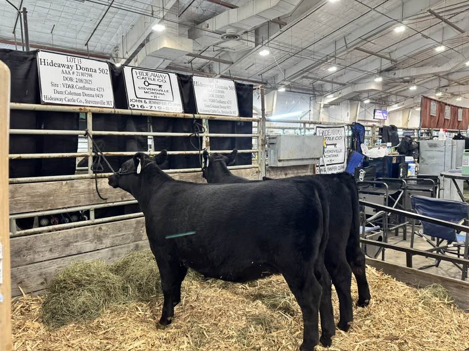 Registered Confluence 4273 daughters — Hideaway Donna 502 & 503