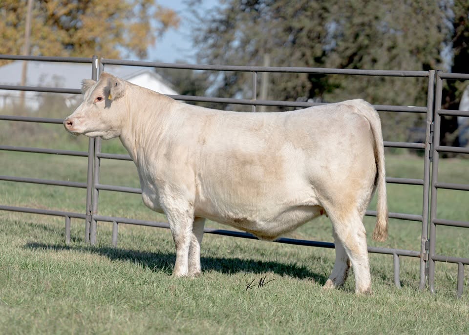 Registered Charolais