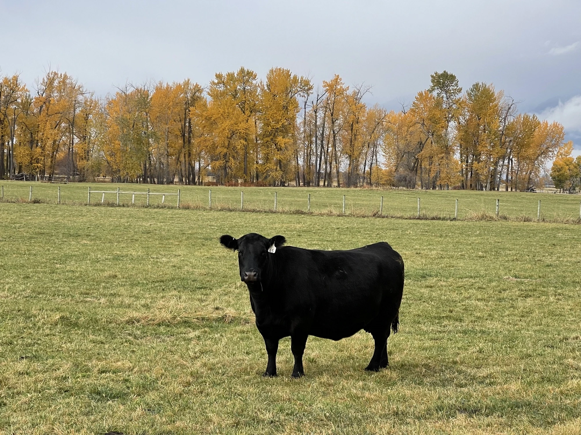Registered Black Angus cow in a Bitterroot pasture, autumn cottonwoods behind