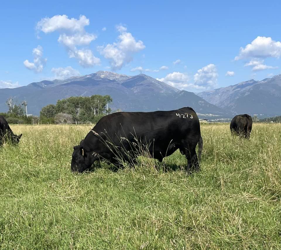 VDAR Confluence 4273 grazing in the Bitterroot Valley pasture