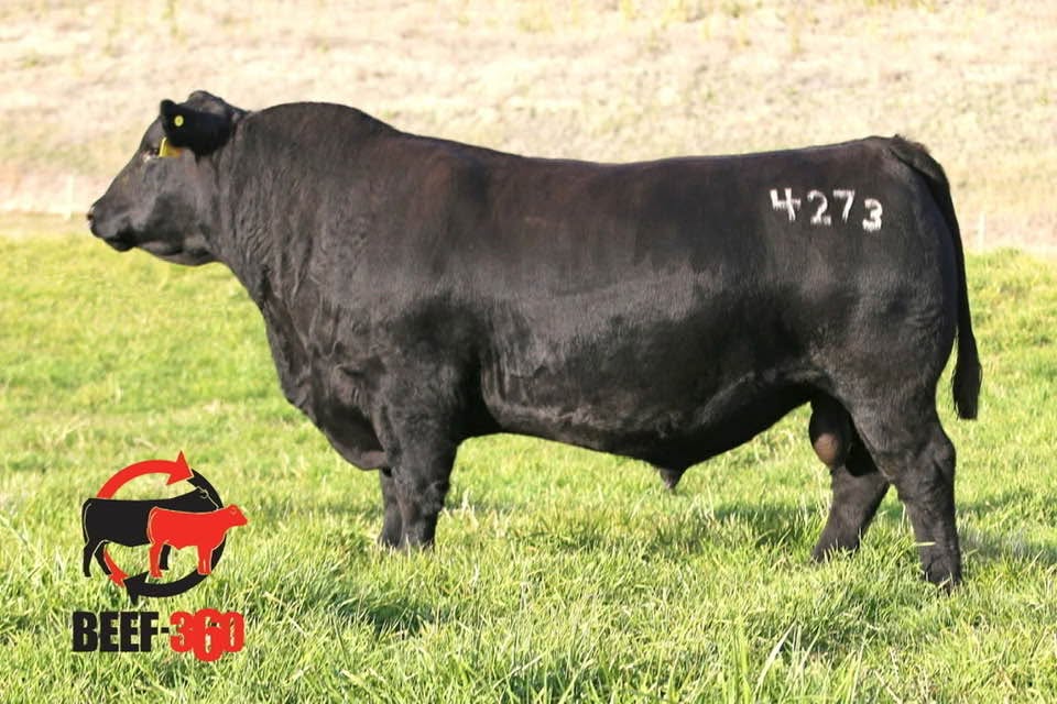 VDAR Confluence 4273 — Registered Black Angus flagship sire