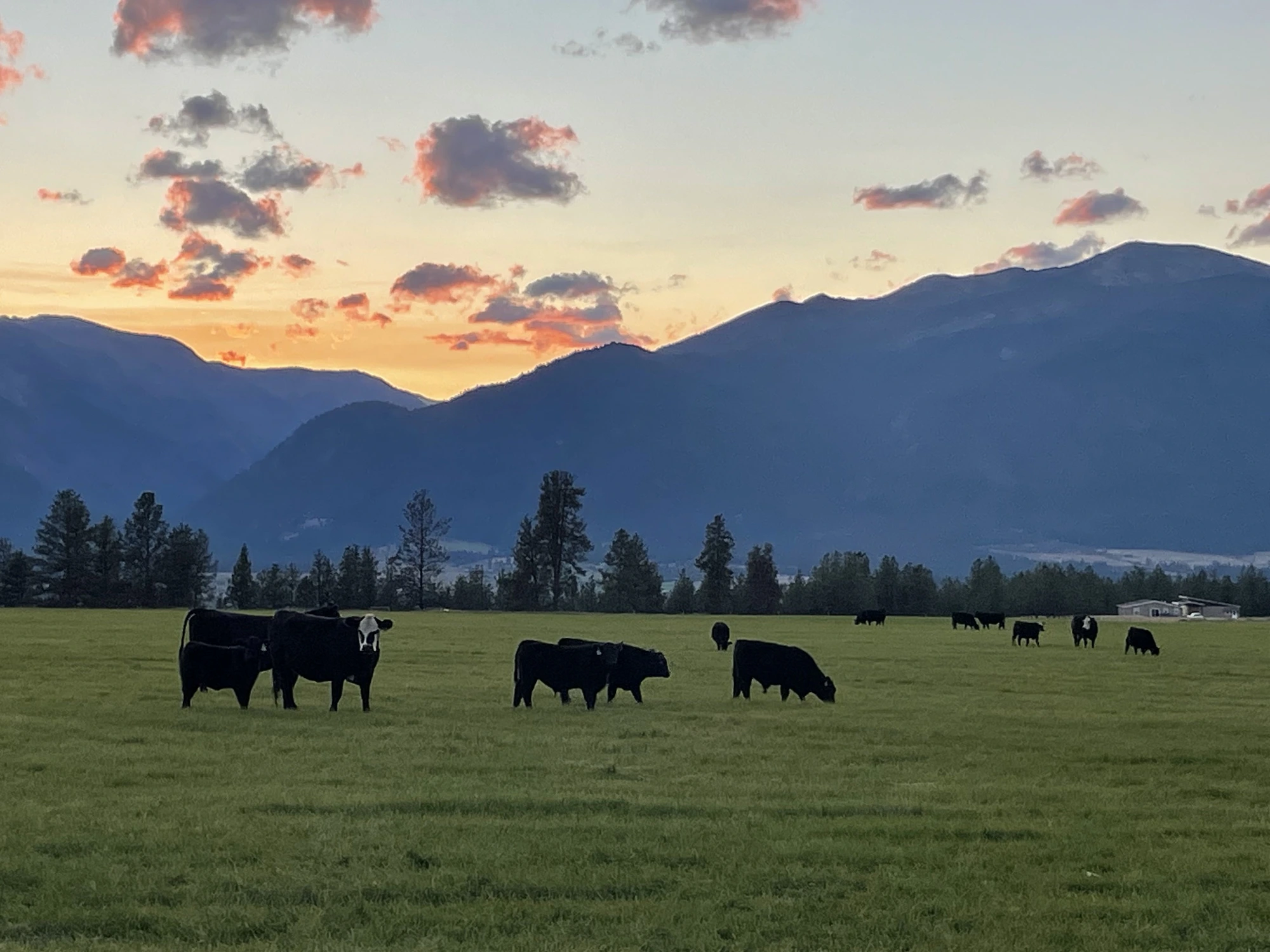 Black Angus herd grazing at sunset beneath the Bitterroot Mountains
